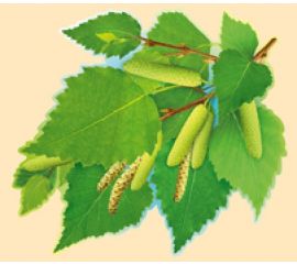 Открытки НА ЛИПУЧКЕ