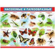 Плакат А2 Насекомые и паукообразные Р2-197