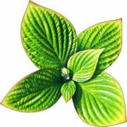 Открытка А-113-196 на липучке Листья