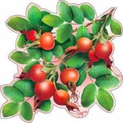 Открытка В-113-57 на липучке Шиповник