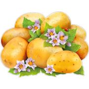 Плакат поздравит. фигурный Р33-123 «Картошка»
